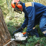 Tree Removal Bronx NY