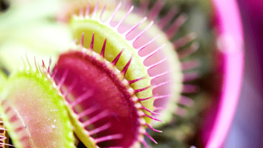 How to make distilled water for carnivorous plants