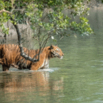 Sundarban travels