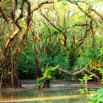 Sundarban travels