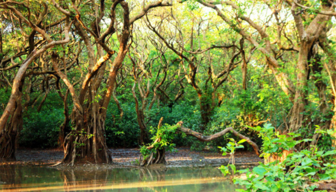 Sundarban travels